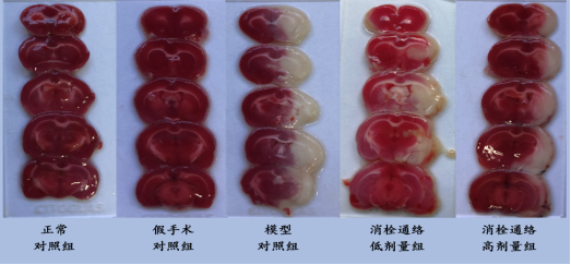 中医药重大专项课题研究圆满成功